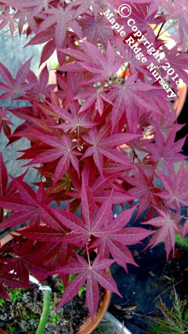 Acer palmatum 'Wattez' - mapleridgenursery